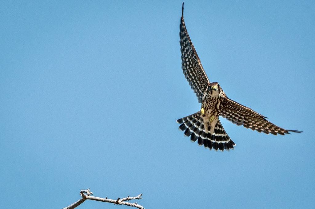 Merlin by phoca2004 is licensed under CC BY-NC-ND 2.0